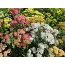 Тысячелистник микс ø17 h15 - 25 см