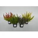 Вереск Осенний микс ø11 h15 см