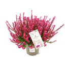 Вереск Лоннеби крупноцветковый ø11 h15 см