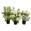 Гортензия метельчатая ø21 h30 - 40 см