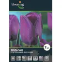 Тюльпан простой Блю Мэйбл луковицы 12 5 шт