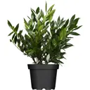 Лавровишня Отто Льюкен ø23 h30 - 40 см