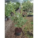 Лавровишня ø23 h90 - 100 см