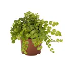 Вербейник Монетчатый ø17 h5 - 10 см