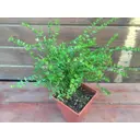 Жимолость блестящая ø19 h20 - 40 см