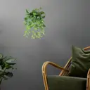 Искусственный Филодендрон в кашпо Gerard de ros ПВХ 20x43x37см