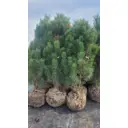 Сосна черная Грин Тауэр ø40 h180 - 200 см