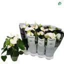 Антуриум Роял Уайт Груп Блуминг ø14 h50 см