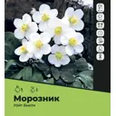 Морозник Уайт Бьюти луковицы I