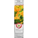 Роза почвопокровная Йеллоу Фэйри
