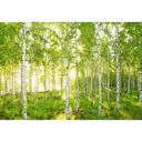 Фотообои бумажные, 368х254 см, KOMAR Березы
