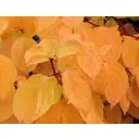 Дерен Аннис Винтер Оранж h37 см