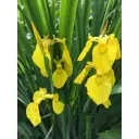 Ирис Аировидный h16 см