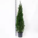 Туя колючая Смарагд ø30 h170 см