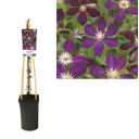 Клематис Микелит ø11 h20 см