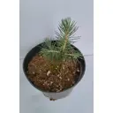 Ель колючая Глаука ø9 h20 см