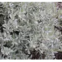 Ива швейцарская штамбовая форма h30 см