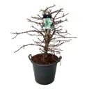 Гортензия черешковая h30 - 40 см