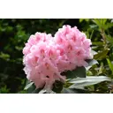 Рододендрон гибридный Наталия h40 - 50 см