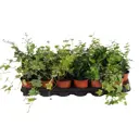 Хедера Хеликс микс h15 - 20 см