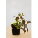 Вейгела Танго ø9 h20 - 30 см