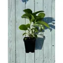 Гортензия Эндлес Саммер Ориджинал ø13 h20 - 35 см