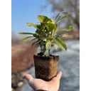 Рододендрон Хеллики ø9 h15 - 25 см