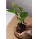 Саженец плодового кустарника Ежевика Виктория h20 - 40 см