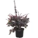 Барбарис Суперба ø19 h40 см