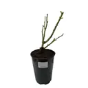 Роза Грандифлора ø16 h65 см