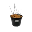 Пузыреплодник Ред Барон ø25 h90 см