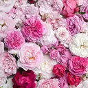 Фотообои Divino Decor Крупные цветы B-087 200x270 см
