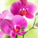 Фотообои Divino Decor Сияющая орхидея B-095 100x270 см