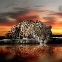 Фотообои Divino Decor Леопард P-013 200x147 см