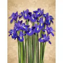 Фотообои флизелиновые Dekor vinil 200x260 см Ирисы