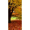 Наклейка для дверей и мебели Wallfix "Осенний покров" 95x220 см, W246