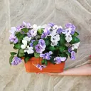 Искусственное растение Виола Фитопарк ВиолаБалкЯщКор