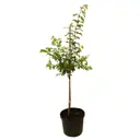 Саженец плодового дерева Слива ø21 h170 см