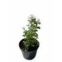 Спирея Вангутта ø17 h20 - 30 см