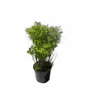 Спирея березолистная Тор ø21 h40 - 60 см