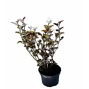 Пузыреплодник калинолистный Ред Барон ø21 h40 - 60 см