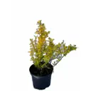 Барбарис Тунберга Ауреа ø17 h20 - 25 см