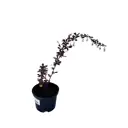 Барбарис оттавский Суперба ø17 h20 - 25 см