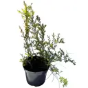 Спирея серая Грефшейм ø22 h40 - 60 см