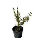 Кизильник блестящий ø22 h40 - 60 см