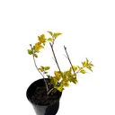 Пузыреплодник калинолистный Дартс Голд ø17 h20 - 25 см