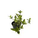 Гортензия метельчатая Вимс Ред ø17 h20 - 25 см