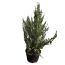 Можжевельник скальный Мунглоу ø34 h80 - 100 см