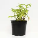 Бузина микс ø17 h40 см