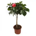 Гибискус ø19 h45 см